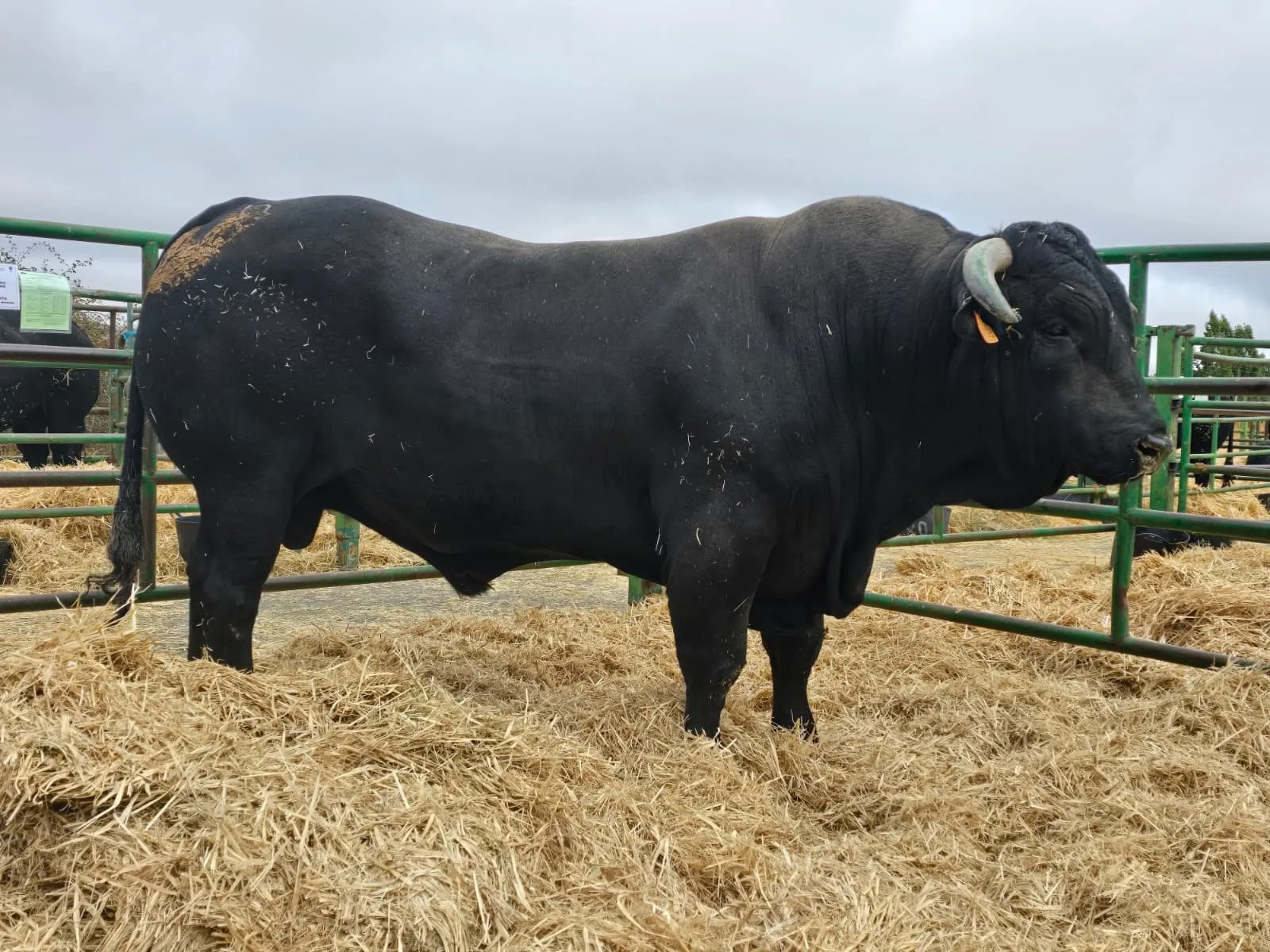 Raza Avileña Feria de Ávila 2026