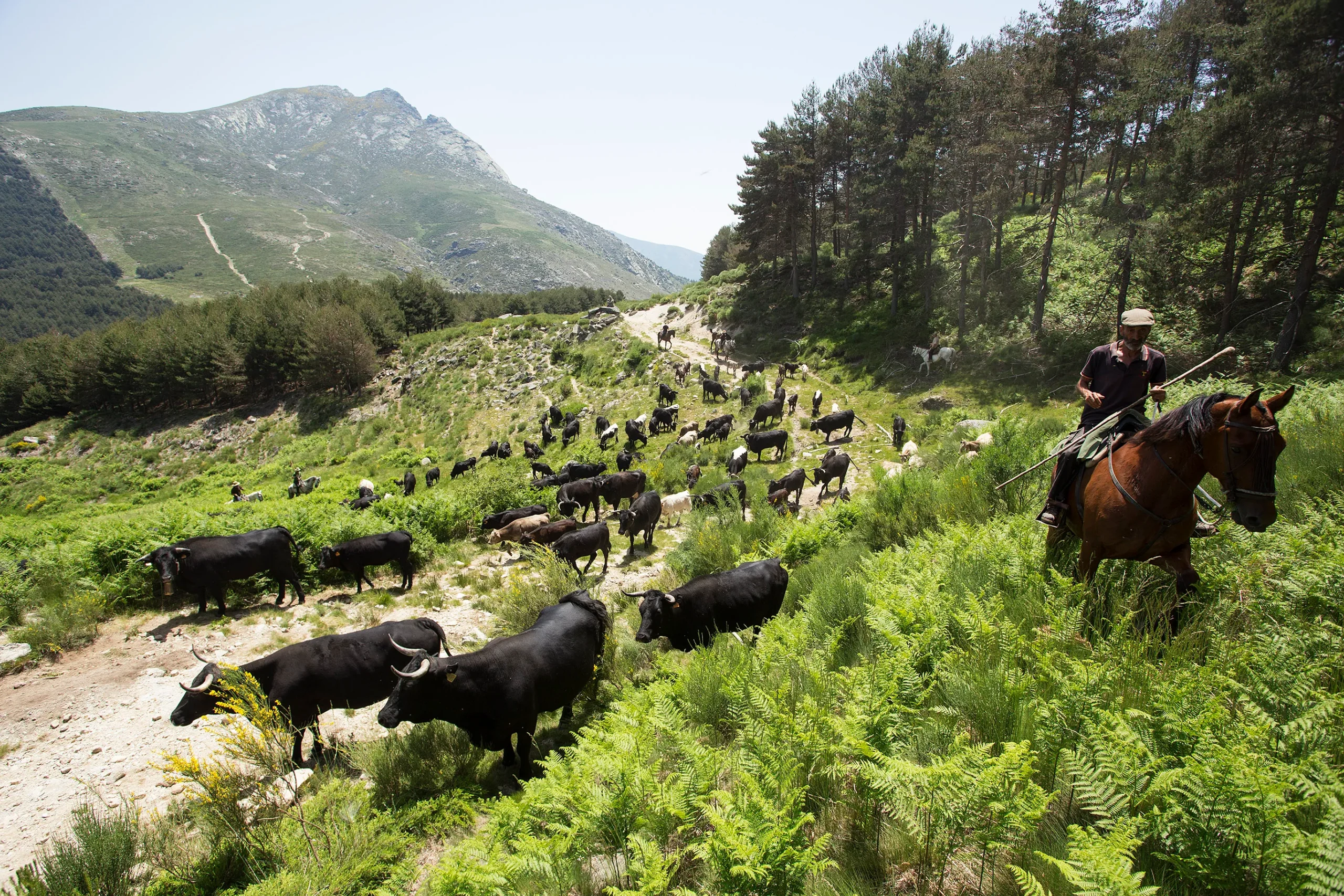 Raza avileña en trashumancia: ganado de Avileña-Negra Ibérica por la sierra de Ávila