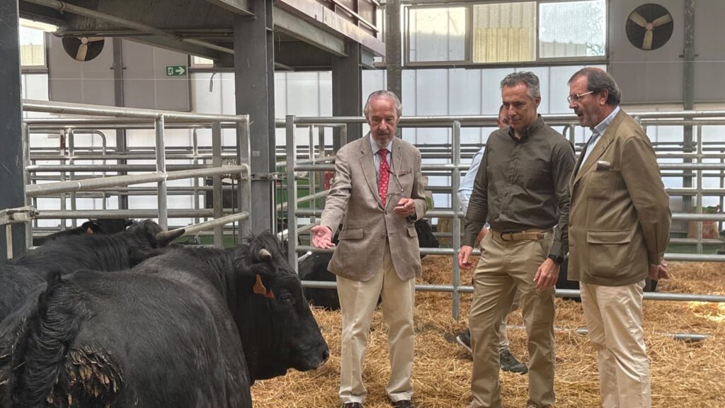 Subasta nacional de la raza Avileña-Negra Ibérica en la Feria de Colmenar Viejo 2026